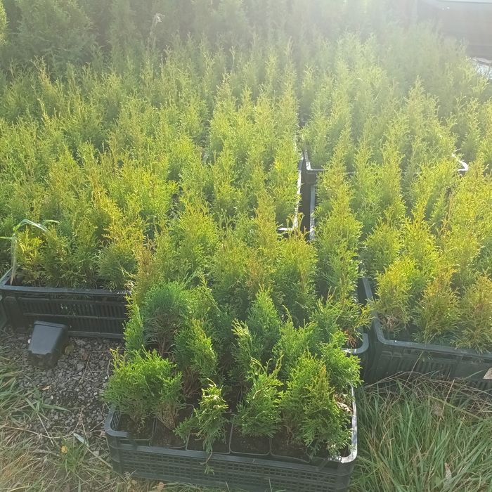 Tuia smaragd inaltime  60 -65cm