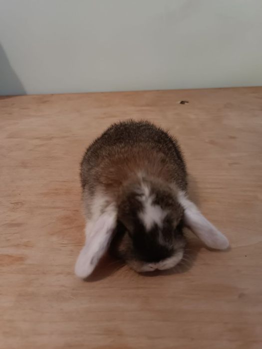 Вислоухие кролик, Карликовые кролики, karlik baran, mitti quyonlar