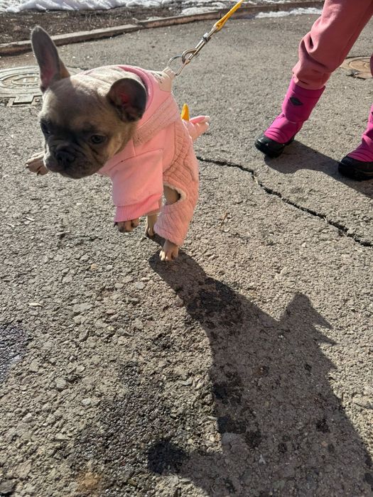 Французский бульдог девочка