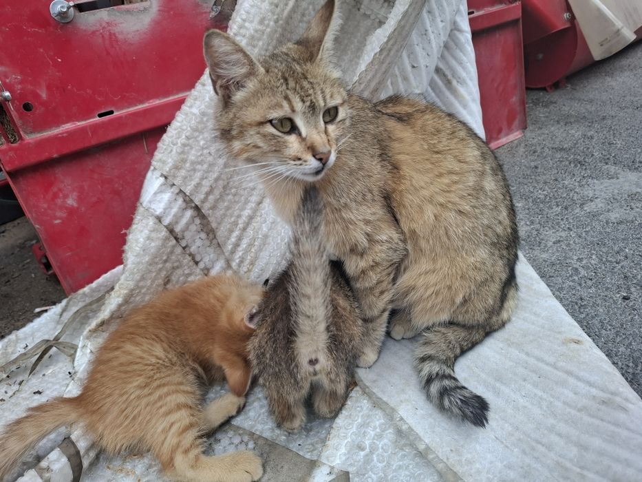 Кошка с котятами