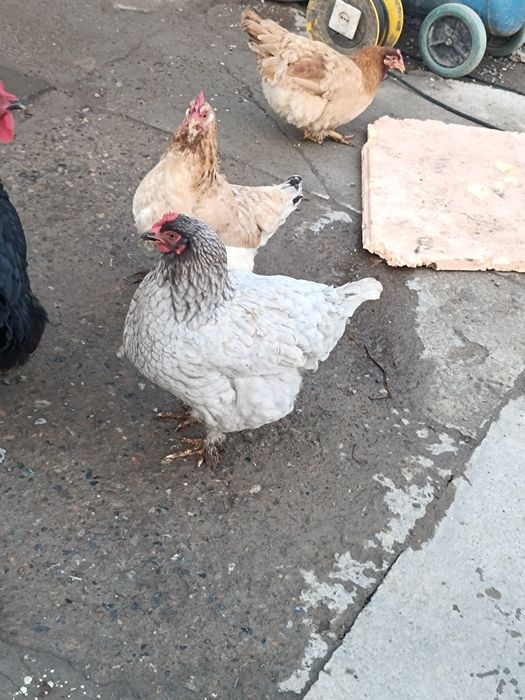 Тауықтар сатлады