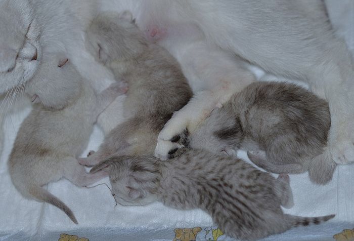 Британская шиншилла