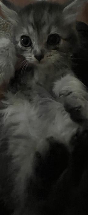 Котёнок девуш ка