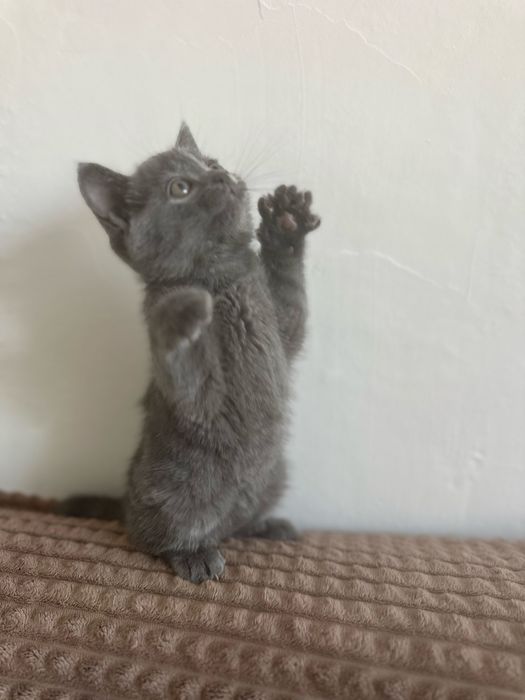 Продам котят породистых