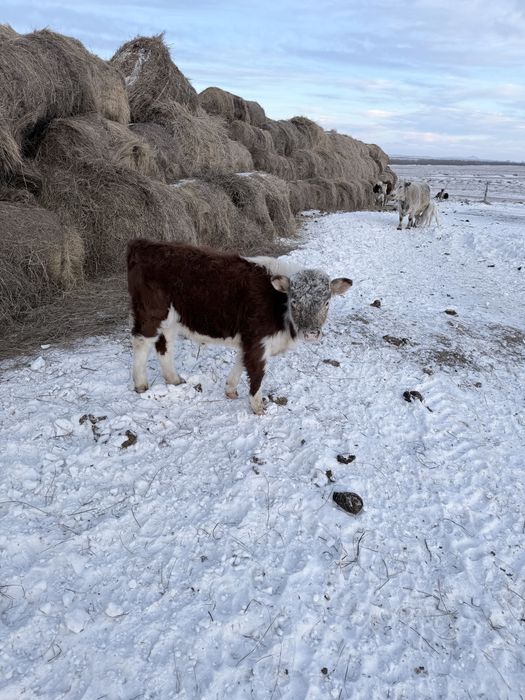 Продаються три телки и один бычок
