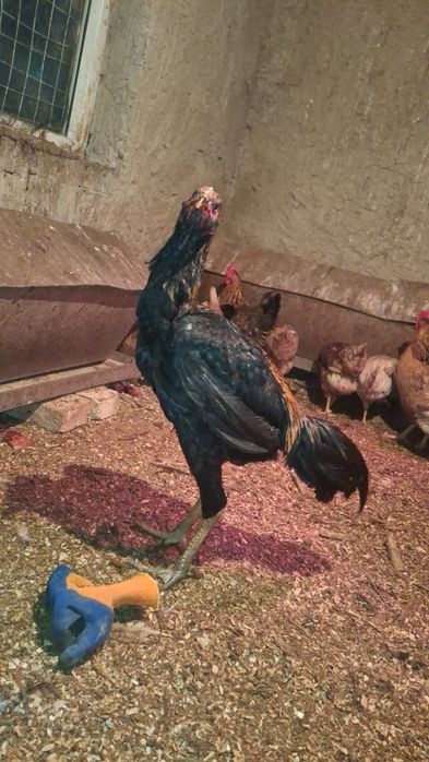 Дакан дакан дакан