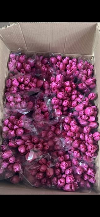 Тюльпаны разных сортов оптом и розницу