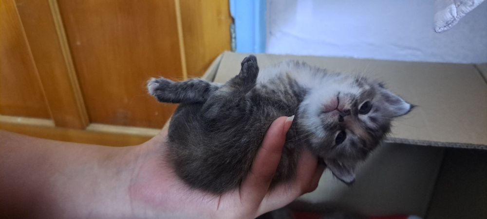 Котята в добрые руки, срочно