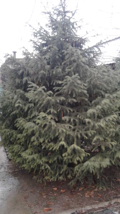 Ель тяньшанская пушистая