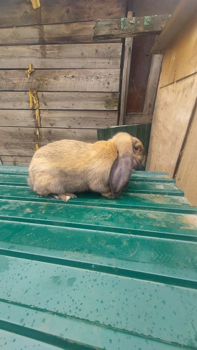 Кролики Породистые