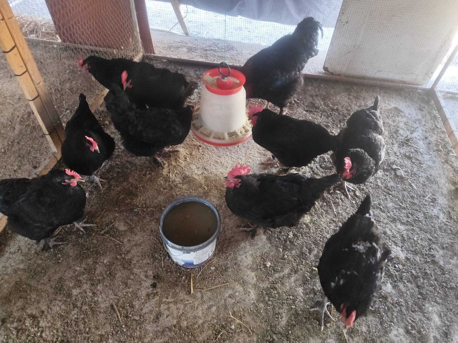 Familie Marans negru arămiu