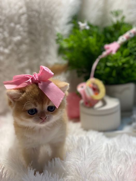 Британские шиншилловые малышки