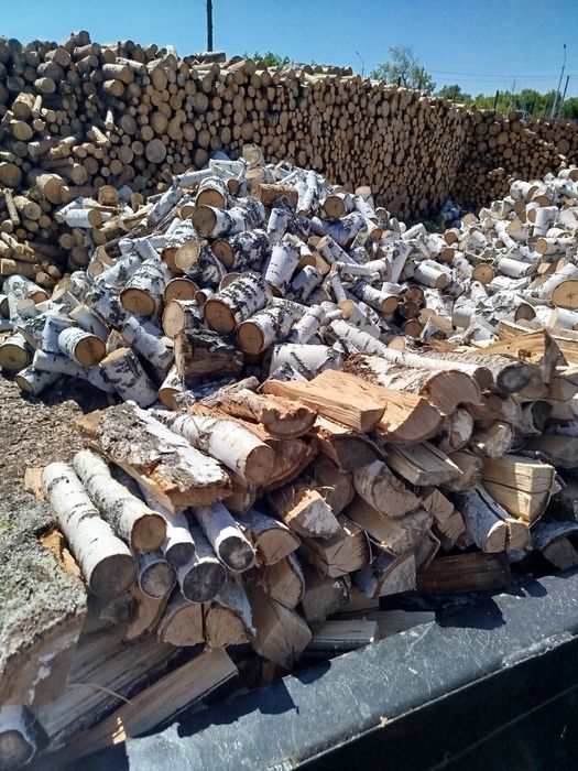 Берёза Белая, Сосна