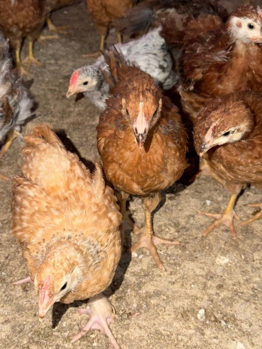 Цветные цыплята привытые    Жужалар