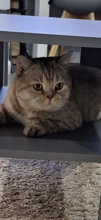 Кот чистый Британец