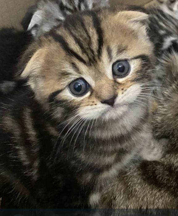 Продам вислоухого котенка