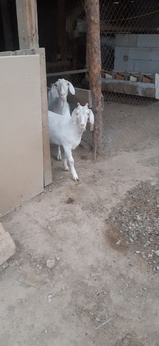 Екі сатылады 150000