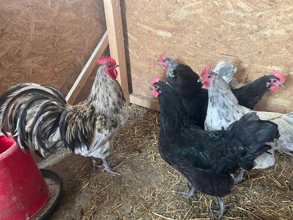 Pui Australorp de o zi