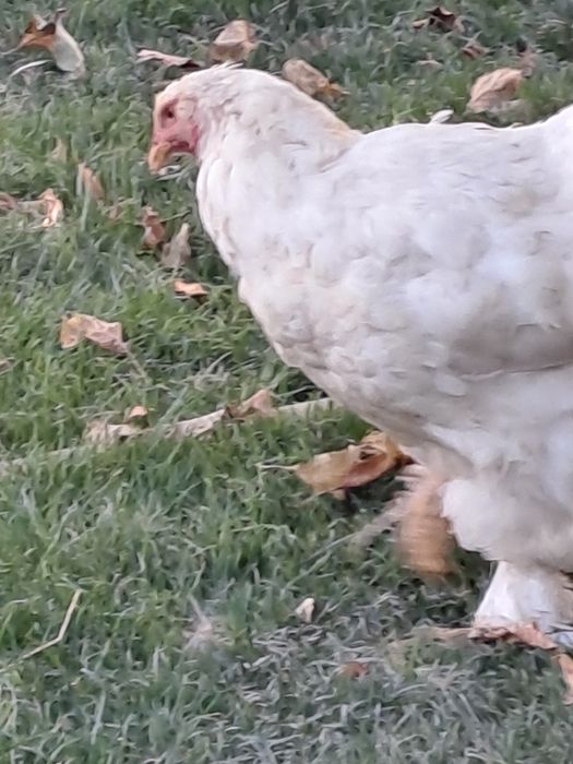 Кафас янги сотилади товук брама тухмга  зоти тоза