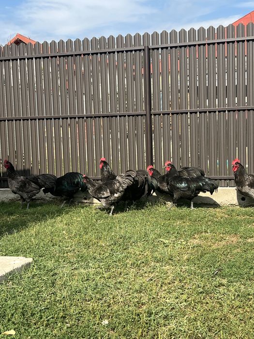 Cocosi australorp negru si albastru