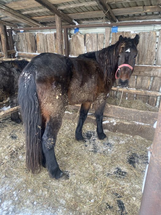 Продам кабылу с откорма