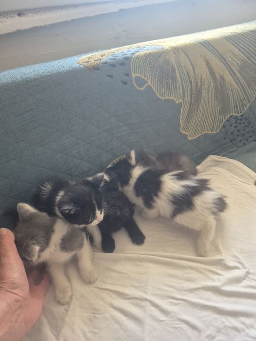 Отдам котят в добрые руки