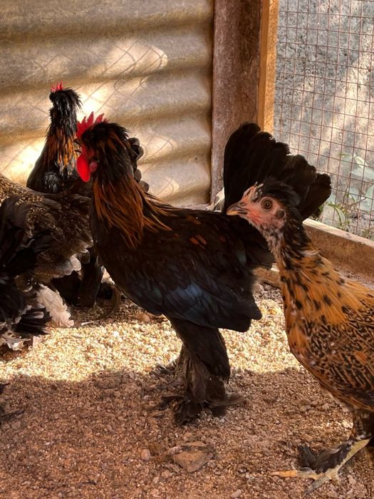 Куры декоративные