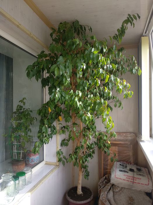 Продам фикус Бенджамина 12 лет, район КШТ