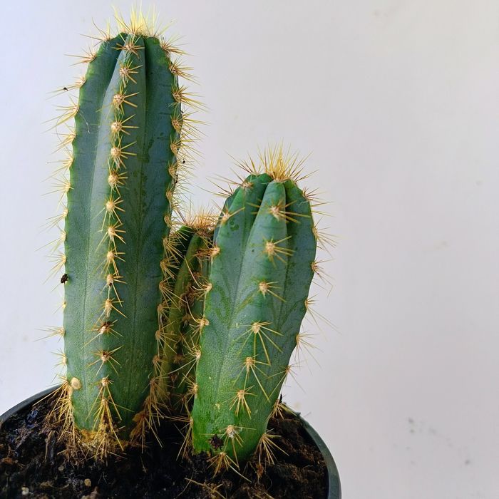 Саксия с кактуси "Син факел" (Pilosocereus pachycladus)