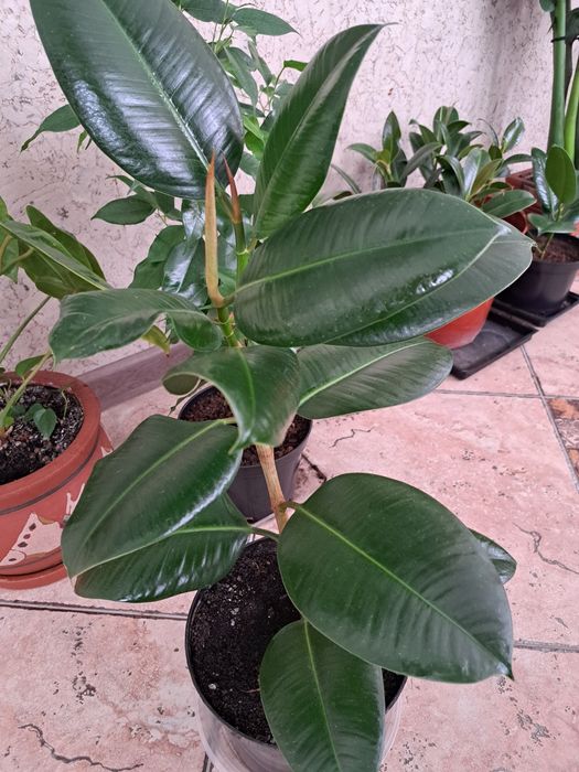 Комнатные растения