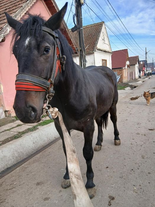 Vind minza de un an și 8 luni