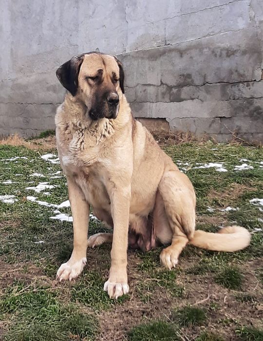 Femela Malakli 4 ani