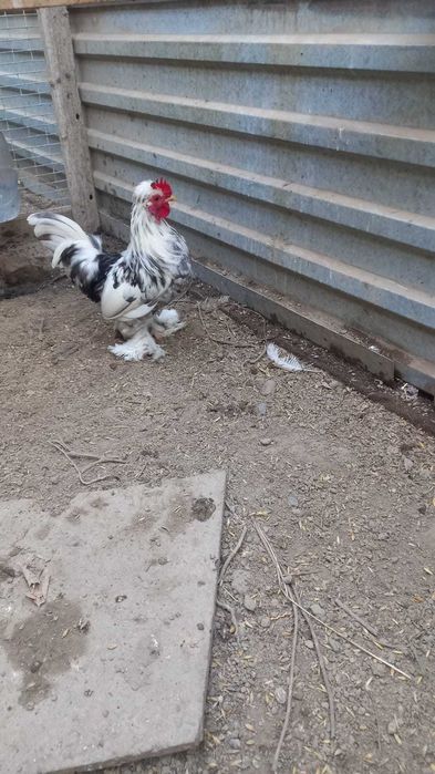 Карликовые Петушки