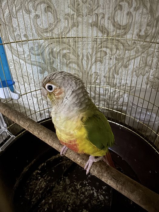 Продам попугая пиррури с клеткой
