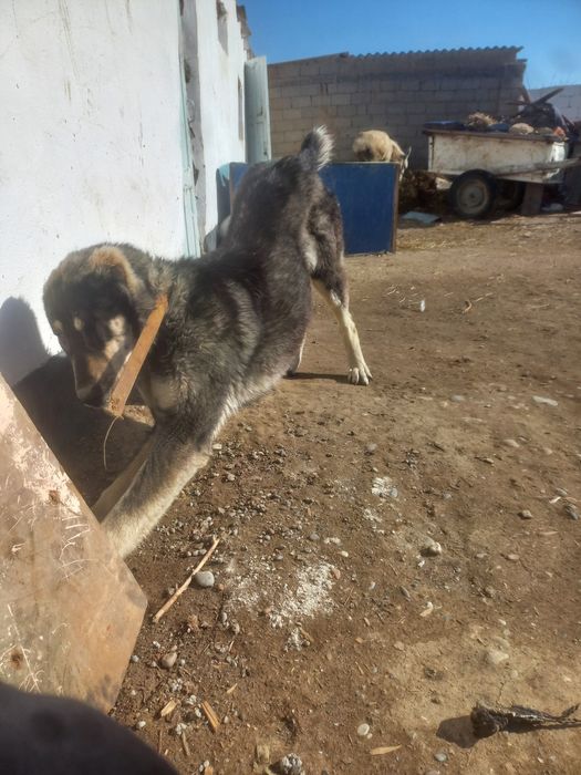 Алабай кушик срочна