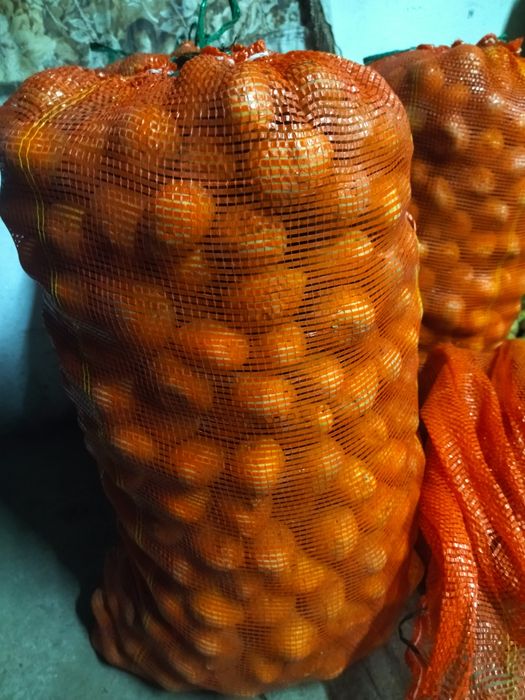 Картофель семенной сорт Гала