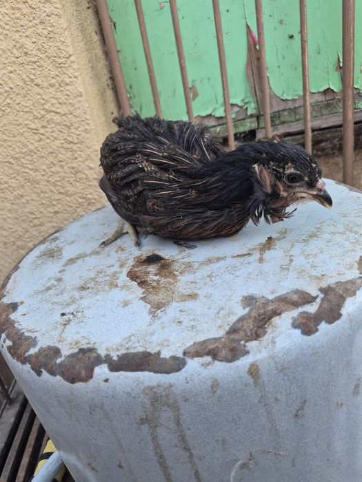 cocosi de vânzare