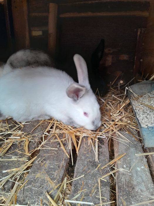 Кролики  крольчата