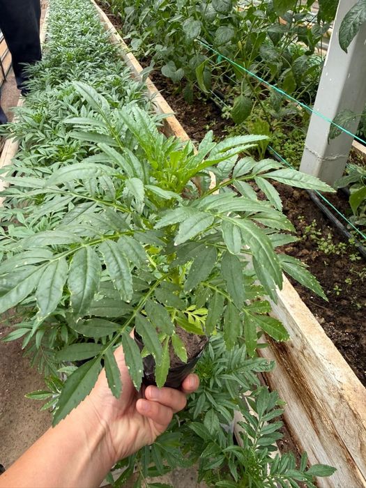 Бархат. Шафран. Голландский сорт.