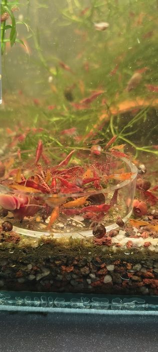 Creveti red cherry acvariu