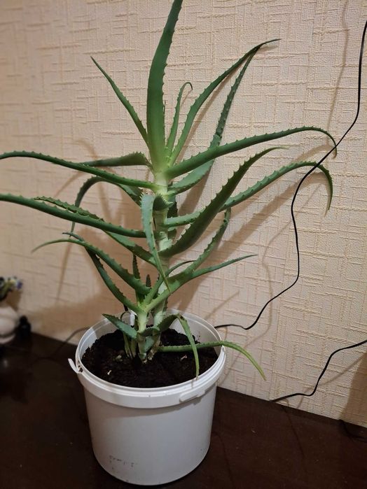 Продам лечебный алоэ