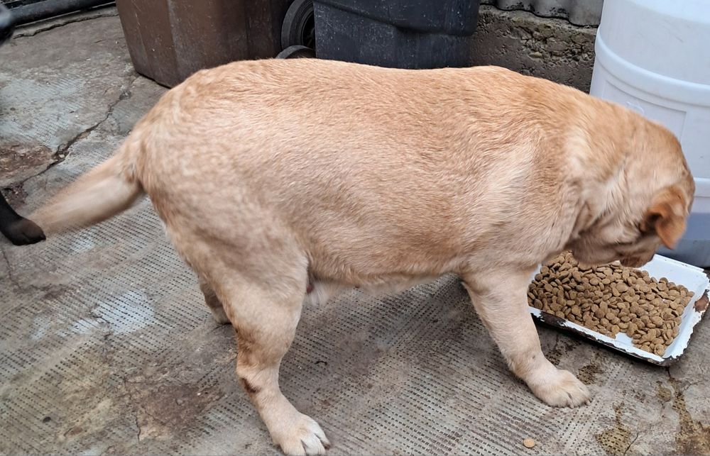 Donez Labrador Retriver Femela