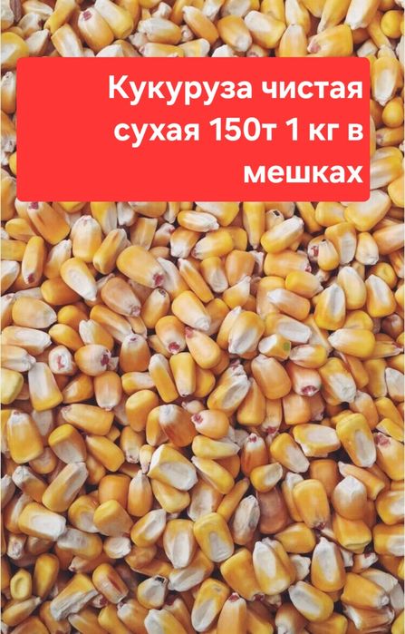 Кукуруза сухая ул..Московская 12 Жем Корма на Мичурина