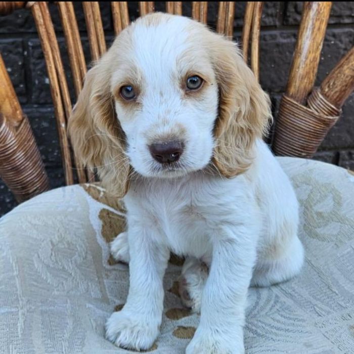 Продам английский спаниель