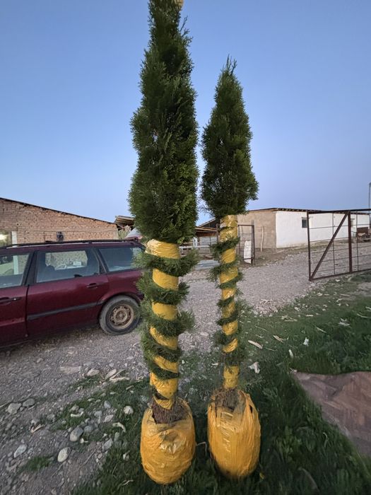 Туя смарагд.      .