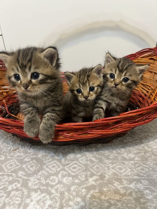 шотландские котята