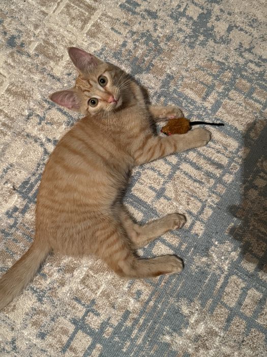 Котенок крысолов ищет семью!