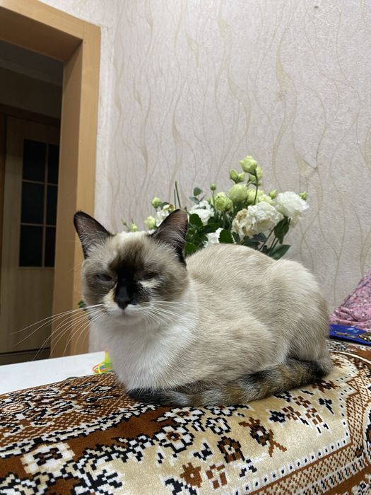 отдам Шейлу в добрые руки!