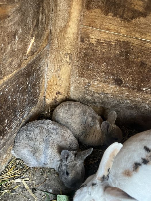 Vand 2 pui de iepuri rex