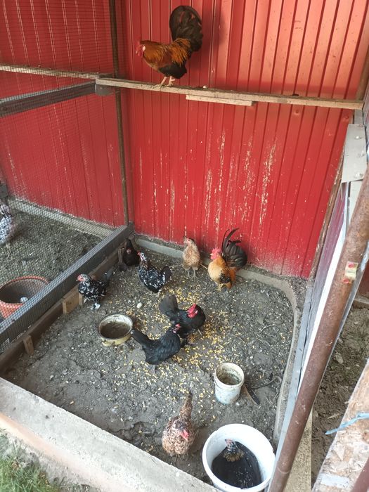 Gainuse și cocoșei de vânzare
